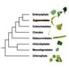 Phylogeny in Streptophyta